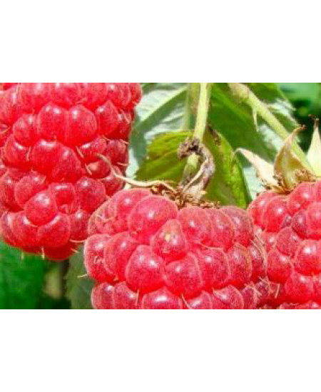 Малина Мария Малина Мария