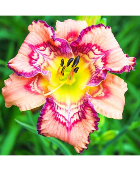 Лилейник Гет Джигги Лилейник Гет Джигги