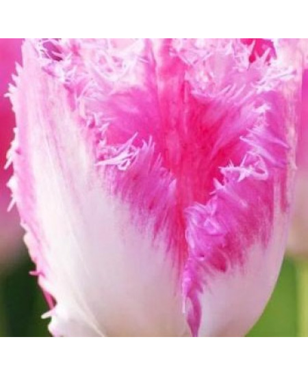 Тюльпан "Fancy Frills" 3шт в упаковке Тюльпан "Fancy Frills" 3шт в упаковке