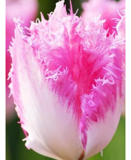 Тюльпан "Fancy Frills" 3шт в упаковке Тюльпан "Fancy Frills" 3шт в упаковке