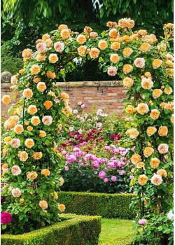 Роза плетистая Бриз оф лайф