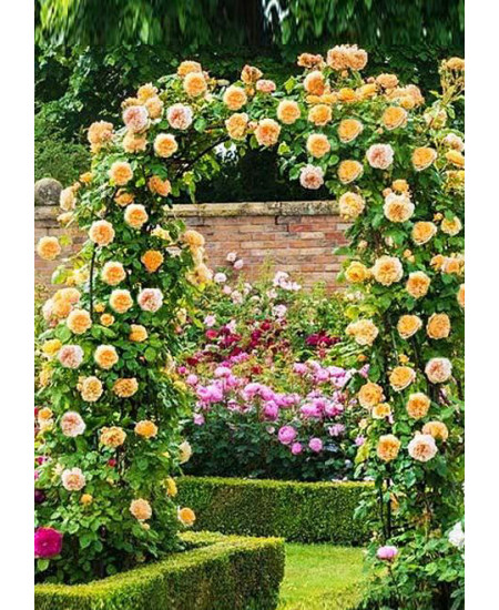 Роза плетистая Бриз оф лайф Роза плетистая Бриз оф лайф