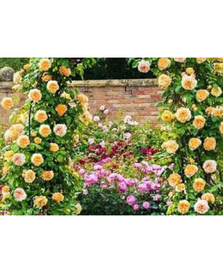 Роза плетистая Бриз оф лайф Роза плетистая Бриз оф лайф