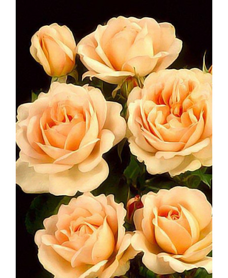 Роза плетистая Бриз оф лайф Роза плетистая Бриз оф лайф