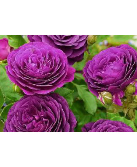 Роза флорибунда Эбб Тайд Роза флорибунда Эбб Тайд