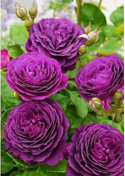 Роза флорибунда Эбб Тайд