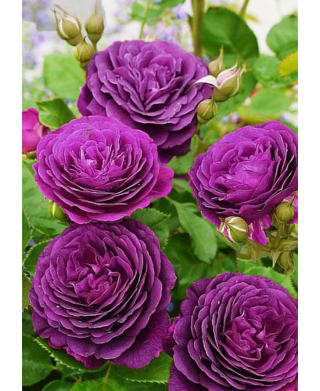 Роза флорибунда Эбб Тайд Роза флорибунда Эбб Тайд