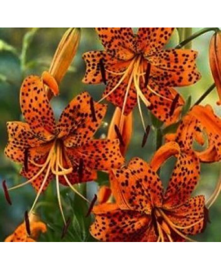 Лилия "Tigrinum Splendens" 3шт в упаковке Лилия "Tigrinum Splendens" 3шт в упаковке