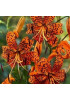 Лилия "Tigrinum Splendens" 3шт в упаковке Лилия "Tigrinum Splendens" 3шт в упаковке