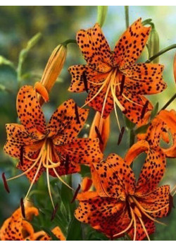 Лилия "Tigrinum Splendens" 3шт в упаковке