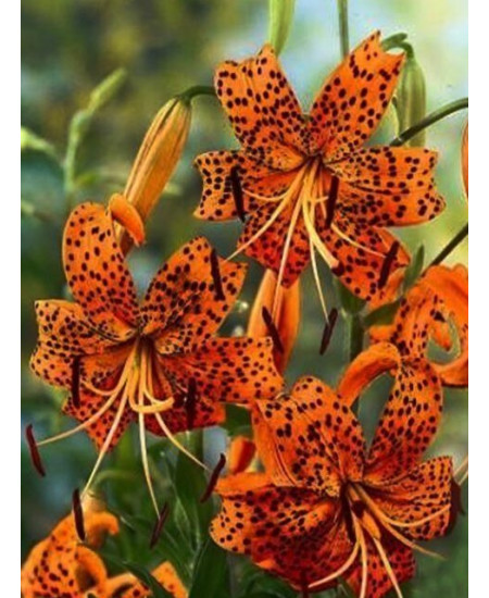 Лилия "Tigrinum Splendens" 3шт в упаковке Лилия "Tigrinum Splendens" 3шт в упаковке