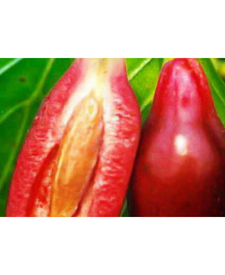 Кизил Элегантный Кизил Элегантный