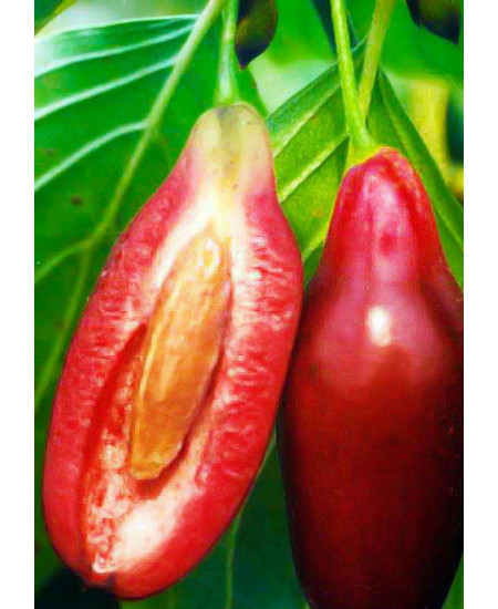 Кизил Элегантный Кизил Элегантный