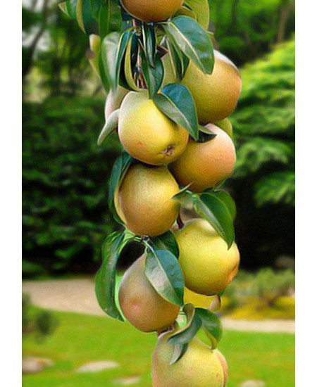 Груша колоновидная Санреми Груша колоновидная Санреми