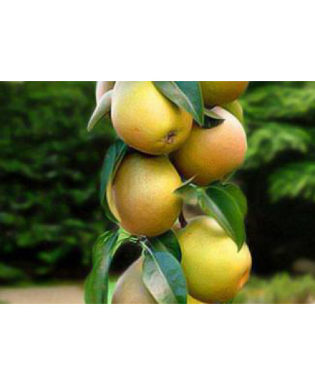 Груша колоновидная Санреми Груша колоновидная Санреми