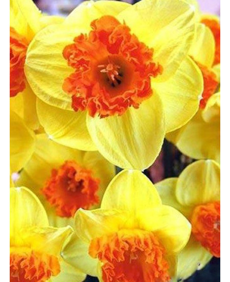 Нарцисс "Modern Art" 3шт в упаковке Нарцисс "Modern Art" 3шт в упаковке