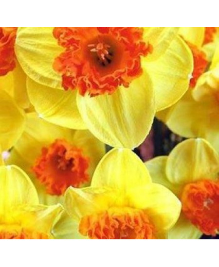 Нарцисс "Modern Art" 3шт в упаковке Нарцисс "Modern Art" 3шт в упаковке