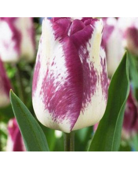 Тюльпан "Shirley Dream"3шт в упаковке Тюльпан "Shirley Dream"3шт в упаковке