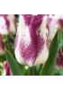 Тюльпан "Shirley Dream"3шт в упаковке Тюльпан "Shirley Dream"3шт в упаковке