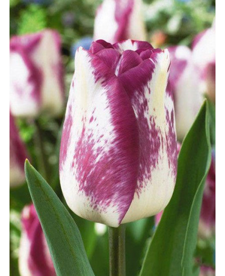 Тюльпан "Shirley Dream"3шт в упаковке Тюльпан "Shirley Dream"3шт в упаковке