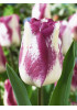 Тюльпан "Shirley Dream"3шт в упаковке Тюльпан "Shirley Dream"3шт в упаковке