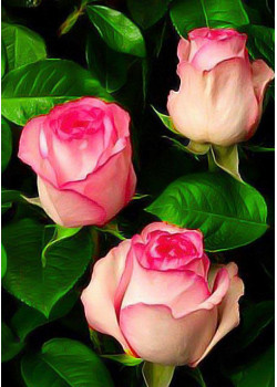 Роза чайно-гибридная Белла Вита