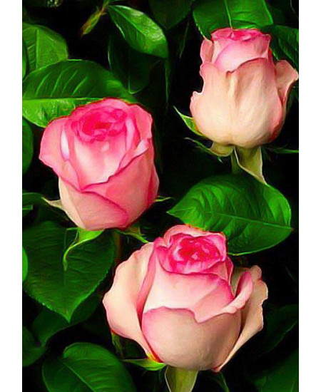 Роза чайно-гибридная Белла Вита Роза чайно-гибридная Белла Вита