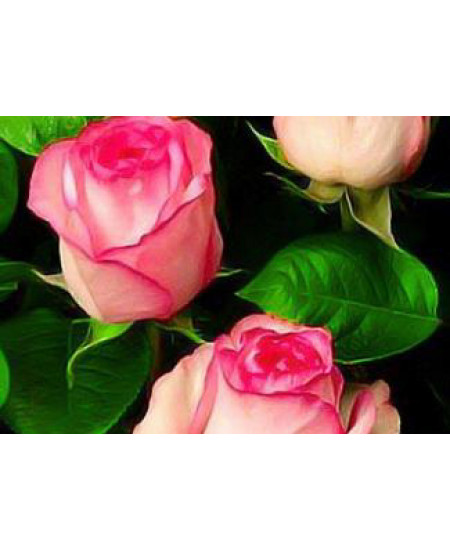 Роза чайно-гибридная Белла Вита Роза чайно-гибридная Белла Вита