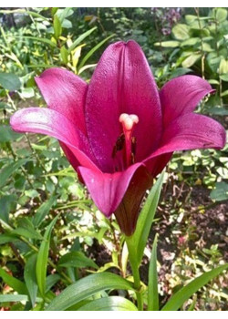 Лилия "Miyabi" 3шт в упаковке