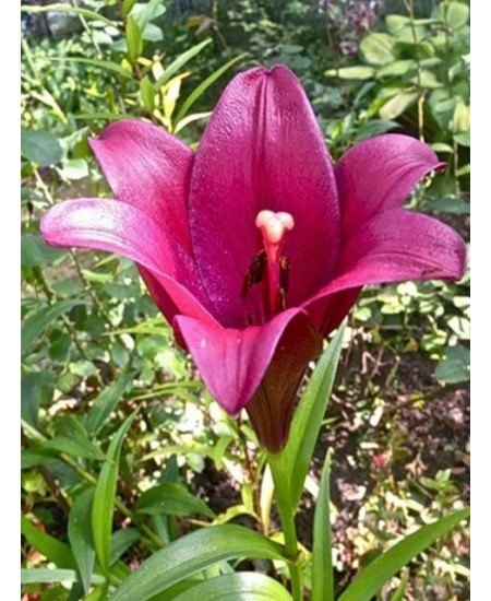 Лилия "Miyabi" 3шт в упаковке Лилия "Miyabi" 3шт в упаковке