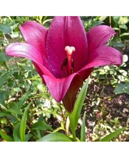 Лилия "Miyabi" 3шт в упаковке Лилия "Miyabi" 3шт в упаковке