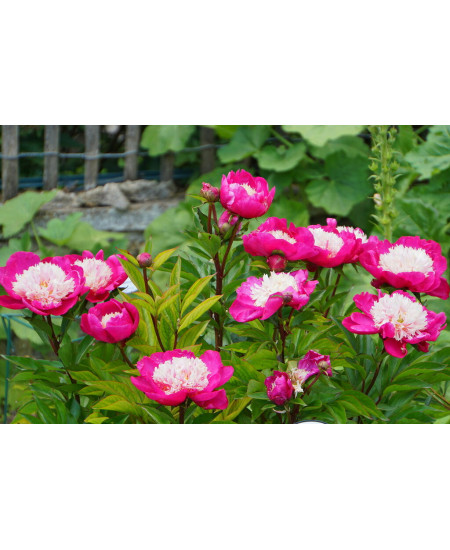 Пион Уайт Кэп Пион Уайт Кэп