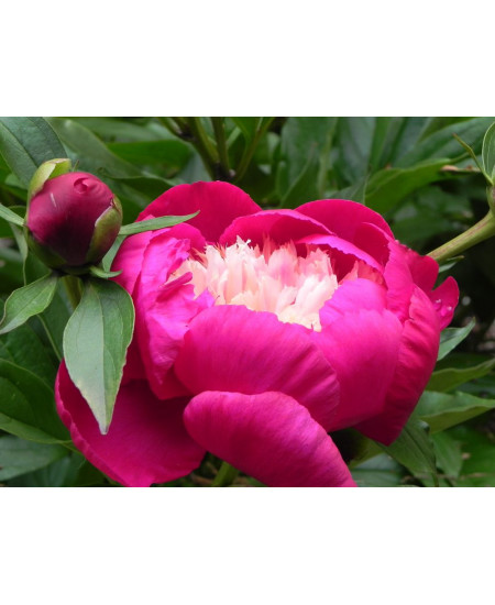 Пион Уайт Кэп Пион Уайт Кэп