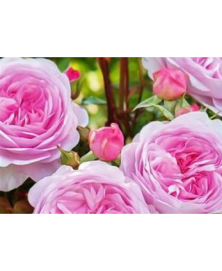 Роза английская Остин Росалинд Роза английская Остин Росалинд