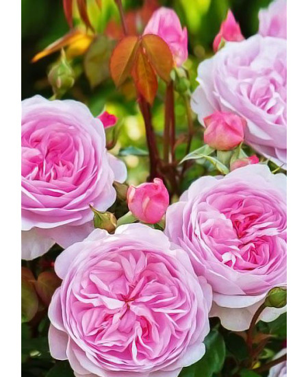 Роза английская Остин Росалинд Роза английская Остин Росалинд