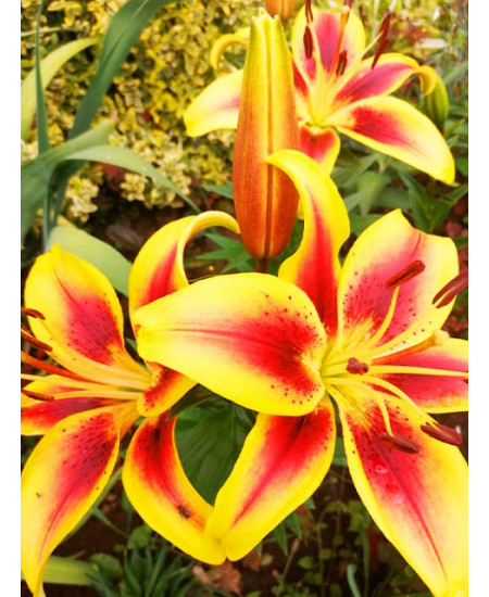 Лилия оа-гибрид "Авалон Сансет" (Avalon Sunset)3шт в упаковке (размер 12/14) Лилия оа-гибрид "Авалон Сансет" (Avalon Sunset)3шт в упаковке (размер 12/14)