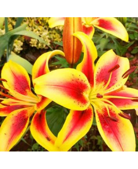 Лилия оа-гибрид "Авалон Сансет" (Avalon Sunset)3шт в упаковке (размер 12/14) Лилия оа-гибрид "Авалон Сансет" (Avalon Sunset)3шт в упаковке (размер 12/14)