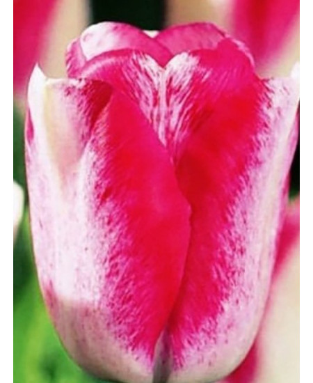 Тюльпан триумф "Мата Хари" (Mata Hari) 3шт в упаковке (размер 11\12) Тюльпан триумф "Мата Хари" (Mata Hari) 3шт в упаковке (размер 11\12)