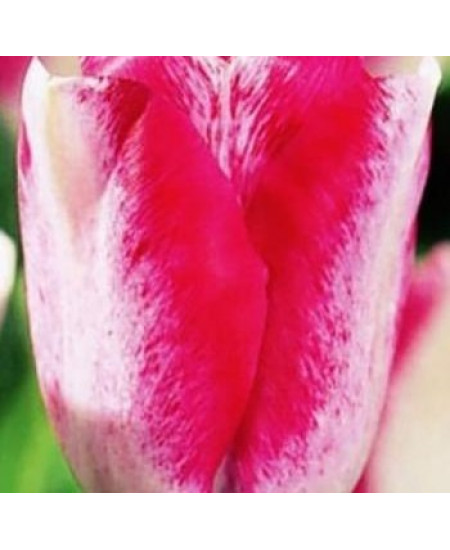 Тюльпан триумф "Мата Хари" (Mata Hari) 3шт в упаковке (размер 11\12) Тюльпан триумф "Мата Хари" (Mata Hari) 3шт в упаковке (размер 11\12)