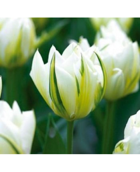 Тюльпан гибрид фостера "Экзотик Пуриссима" (Exotic Purissima) 3шт в упаковке (размер 12/+) Тюльпан гибрид фостера "Экзотик Пуриссима" (Exotic Purissima) 3шт в упаковке (размер 12/+)