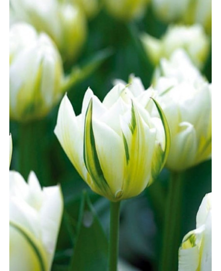 Тюльпан гибрид фостера "Экзотик Пуриссима" (Exotic Purissima) 3шт в упаковке (размер 12/+) Тюльпан гибрид фостера "Экзотик Пуриссима" (Exotic Purissima) 3шт в упаковке (размер 12/+)