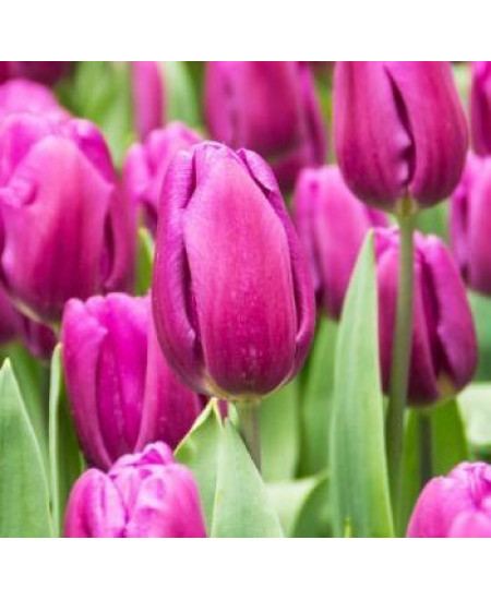 Тюльпан "Purple Flag" 3шт в упаковке (размер 11\12) Тюльпан "Purple Flag" 3шт в упаковке (размер 11\12)