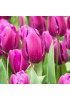 Тюльпан "Purple Flag" 3шт в упаковке (размер 11\12) Тюльпан "Purple Flag" 3шт в упаковке (размер 11\12)