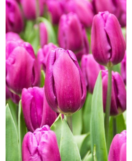 Тюльпан "Purple Flag" 3шт в упаковке (размер 11\12) Тюльпан "Purple Flag" 3шт в упаковке (размер 11\12)