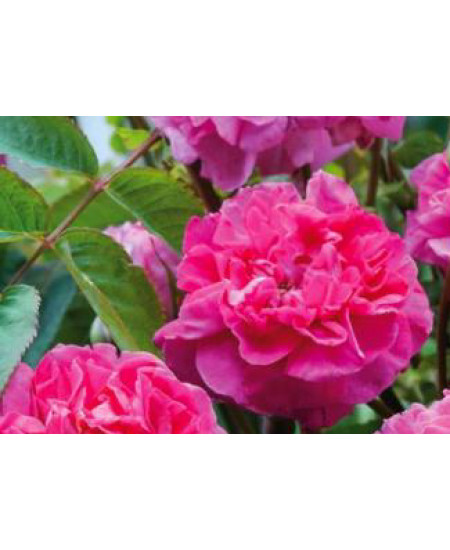 Роза английская Боскобель Роза английская Боскобель