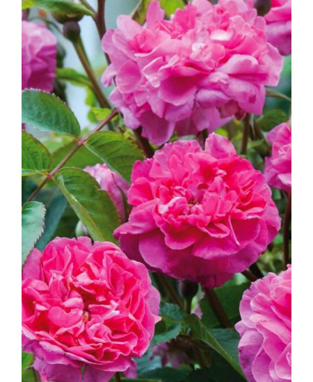 Роза английская Боскобель Роза английская Боскобель