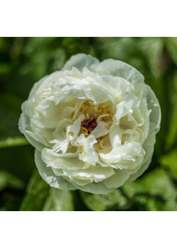 Пион Балерина