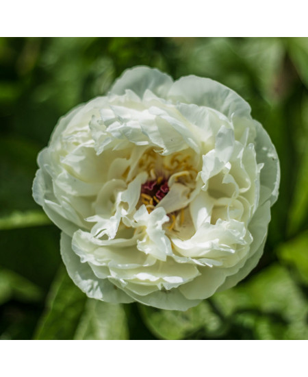 Пион Балерина Пион Балерина