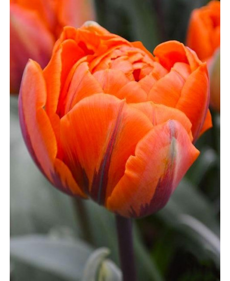 Тюльпан "Monte Orange" 3шт в упаковке (размер 11\12) Тюльпан "Monte Orange" 3шт в упаковке (размер 11\12)