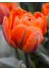 Тюльпан "Monte Orange" 3шт в упаковке (размер 11\12) Тюльпан "Monte Orange" 3шт в упаковке (размер 11\12)